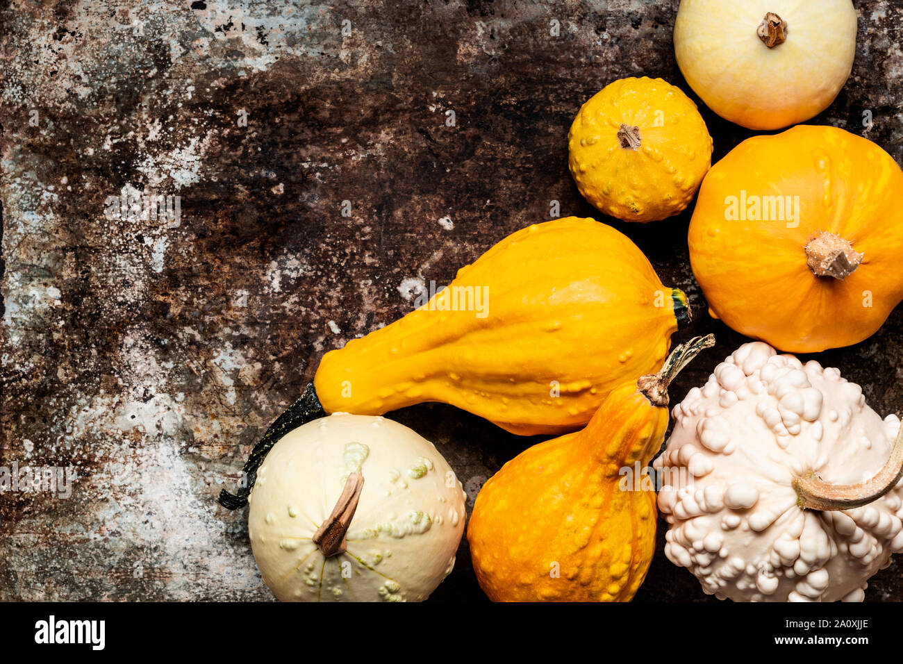Happy Thanksgiving Background. Little decorative pumpkins on rustic metal background with copy space. Autumn Harvest and Holiday minimal still life. Stock Photo