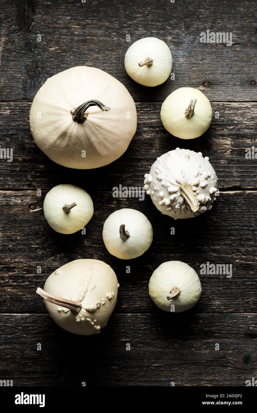 Happy Thanksgiving Background. Selection of various decorative white pumpkins on dark wooden background. Holiday still life. Stock Photo