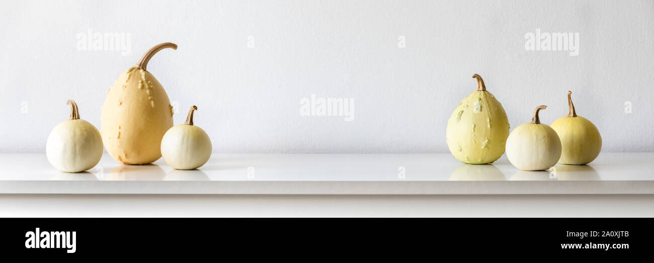 Happy Thanksgiving Banner. Selection of various pumpkins on white shelf against white wall. Modern minimal autumn inspired room decoration. Stock Photo