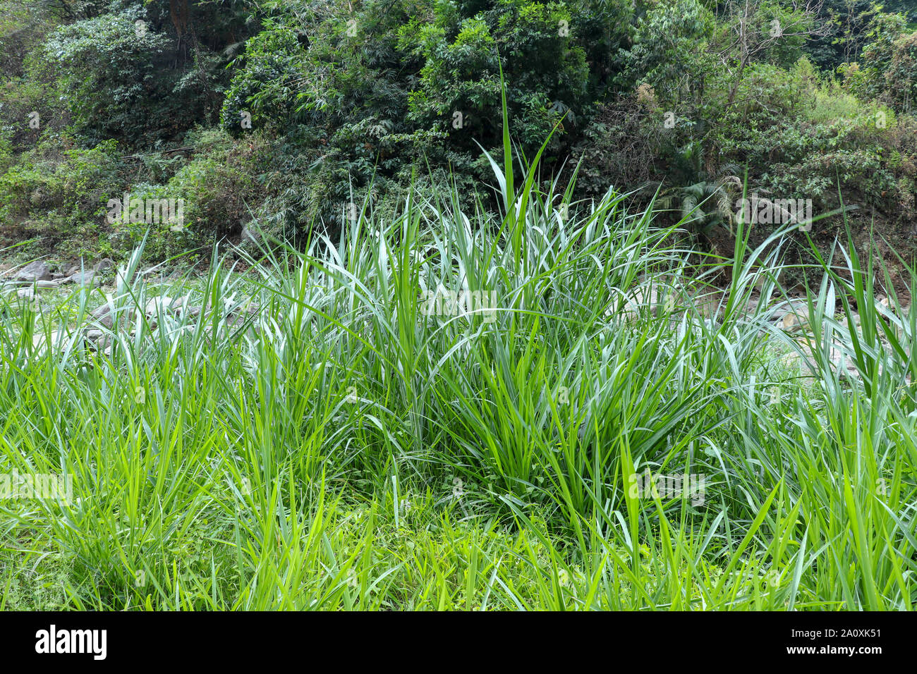 Tall grass on the shore of a mountain river. Large clumps of grass with slender long leaves, fresh green color. Sunlight is reflected in vegetation. Stock Photo