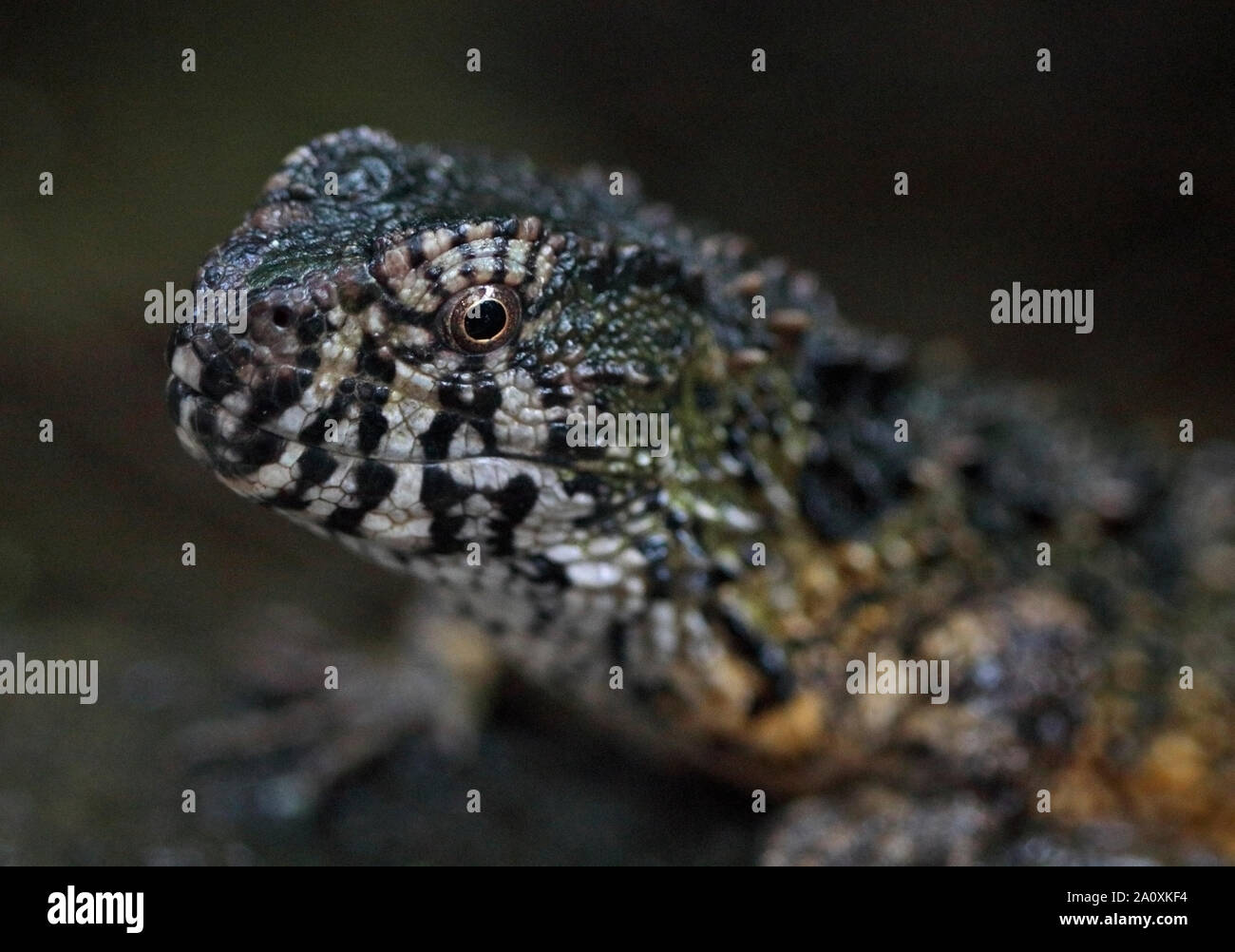 Chinese Crocodile Lizard (shinisaurus crocodilurus) Stock Photo