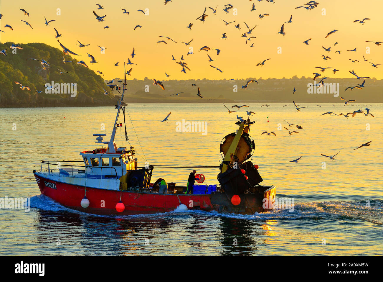 Following seagulls hires stock photography and images Alamy