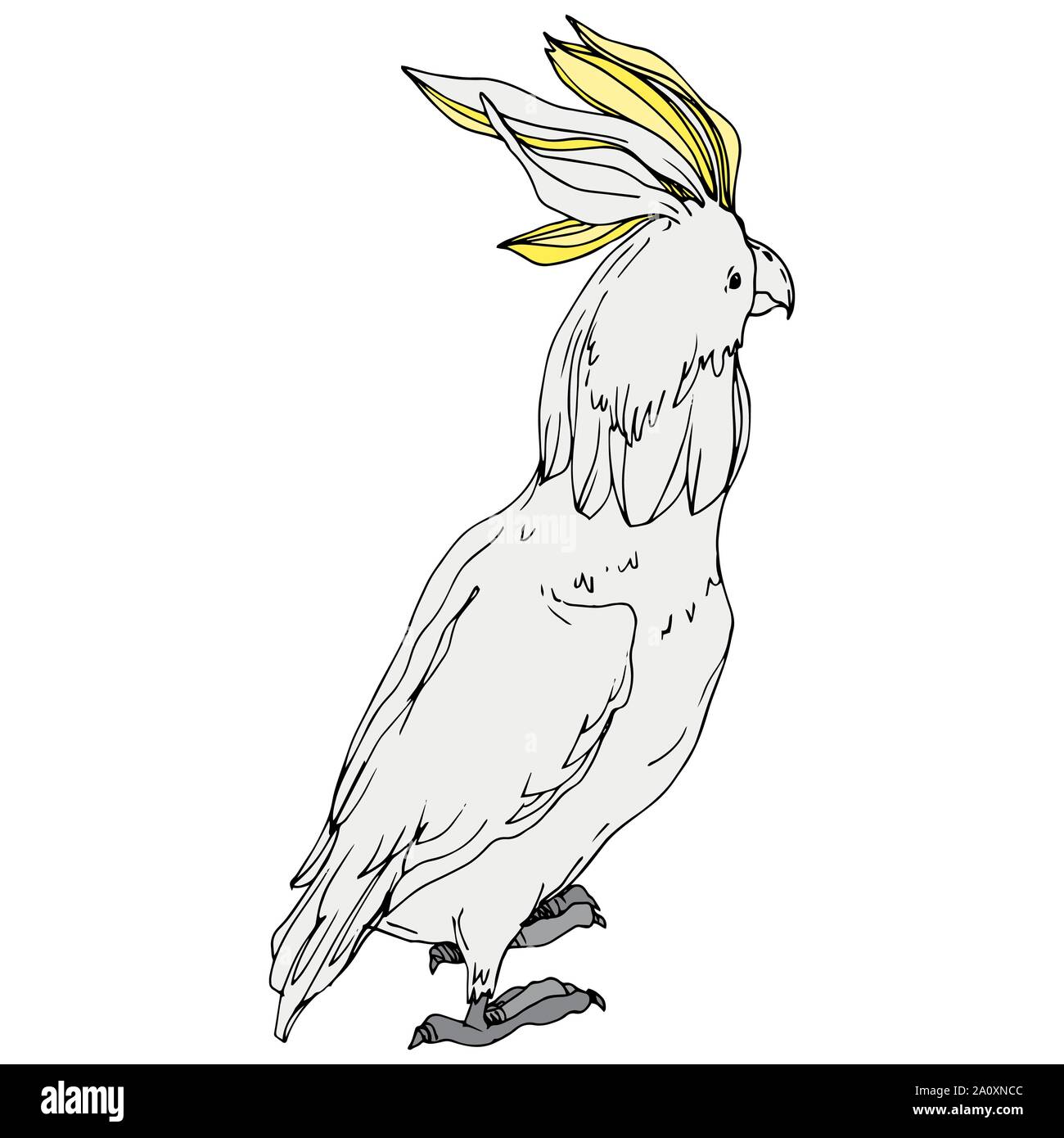 Vector Sky Bird Cockatoo In A Wildlife Wild Freedom Bird With A Flying Wings Black And White Engraved Ink Art Isolated Parrot Illustration Element Stock Vector Image Art Alamy