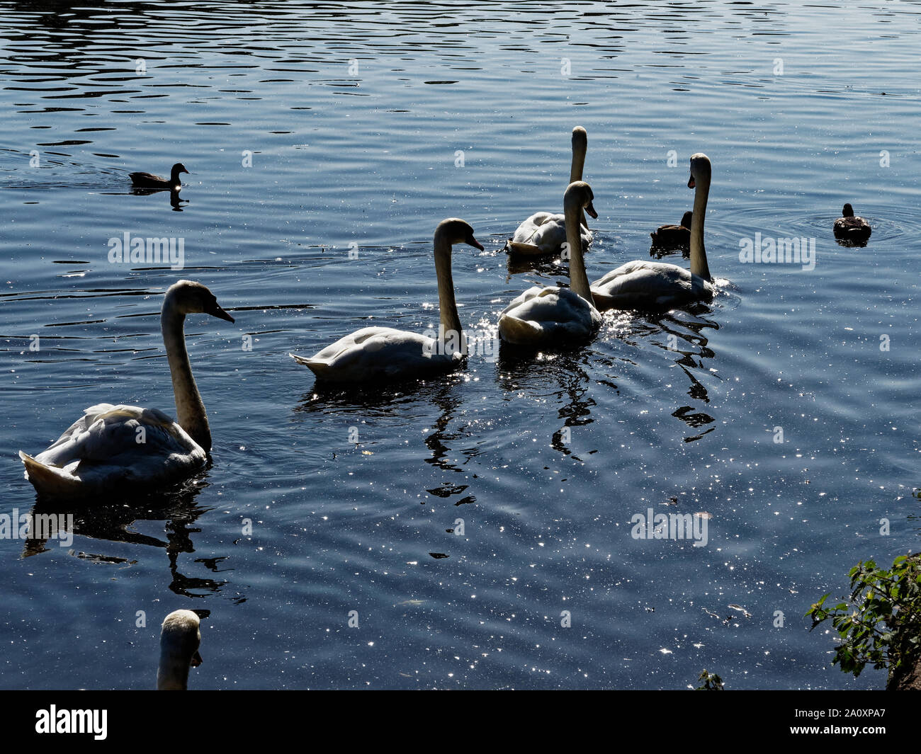 Wildfowl cardiff hi-res stock photography and images - Alamy