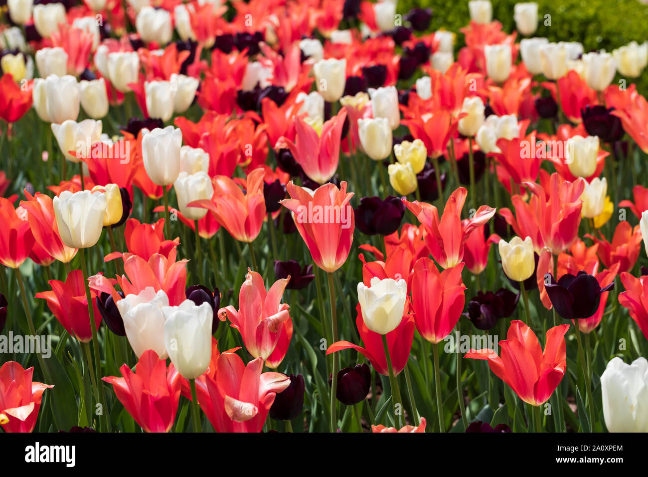 Display of tulips at Atlanta Botanical Garden in spring Stock Photo