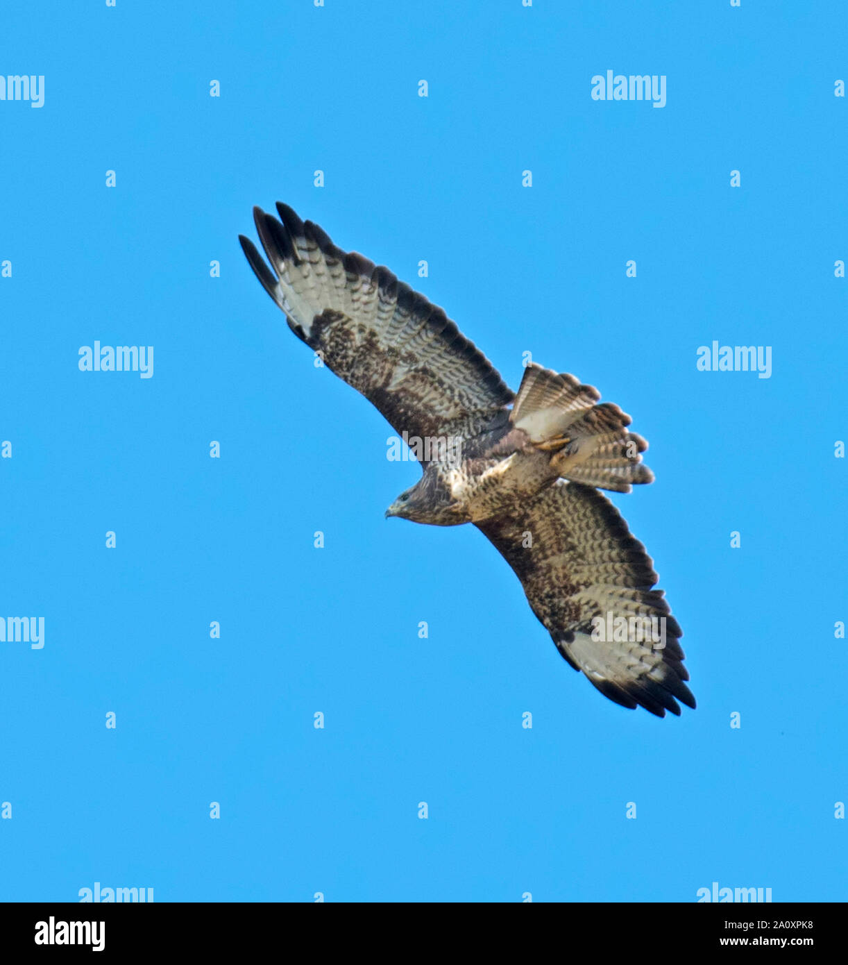 Buzzard,Buteo, buteo Stock Photo