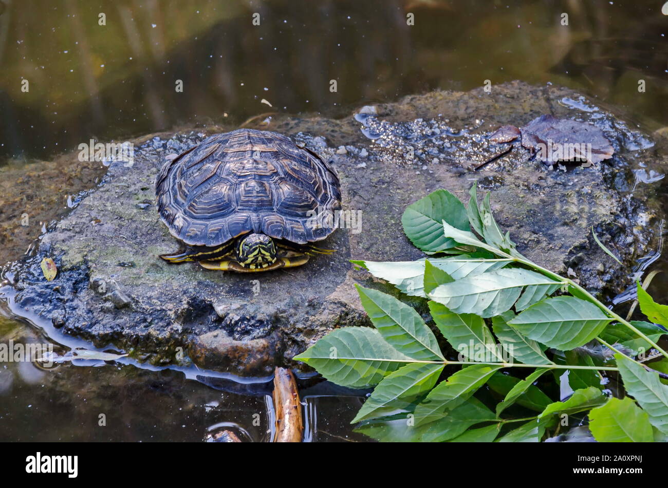 Tortoise, terrapin, turtle or Теstudinidae relax in nature environent at lake, South Park, Sofia, Bulgaria Stock Photo