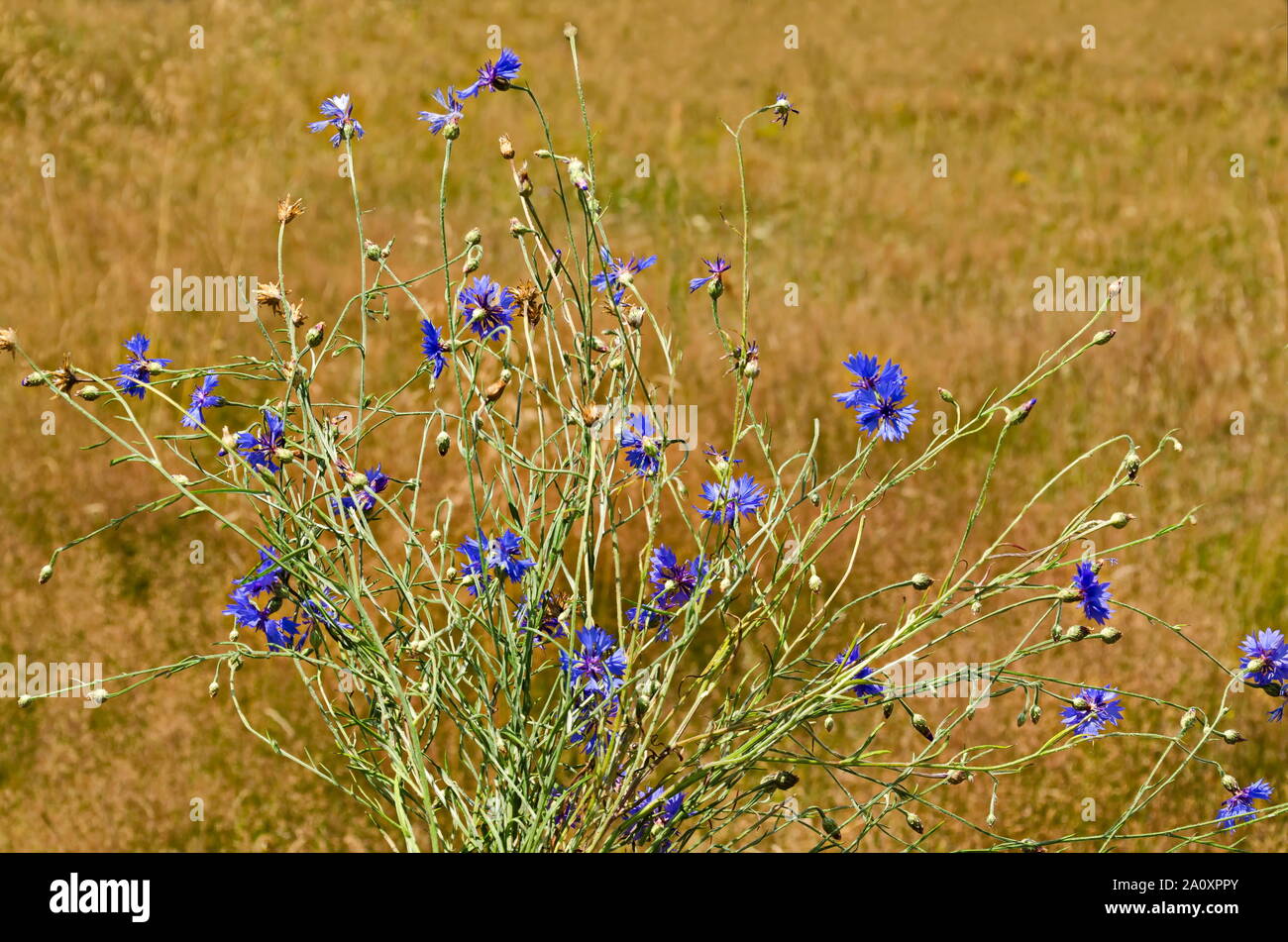 Bouquet of bluebottle,  cornflower or Centaurea cyanus wildflower on a dry grass background, Plana mountain, Bulgaria Stock Photo