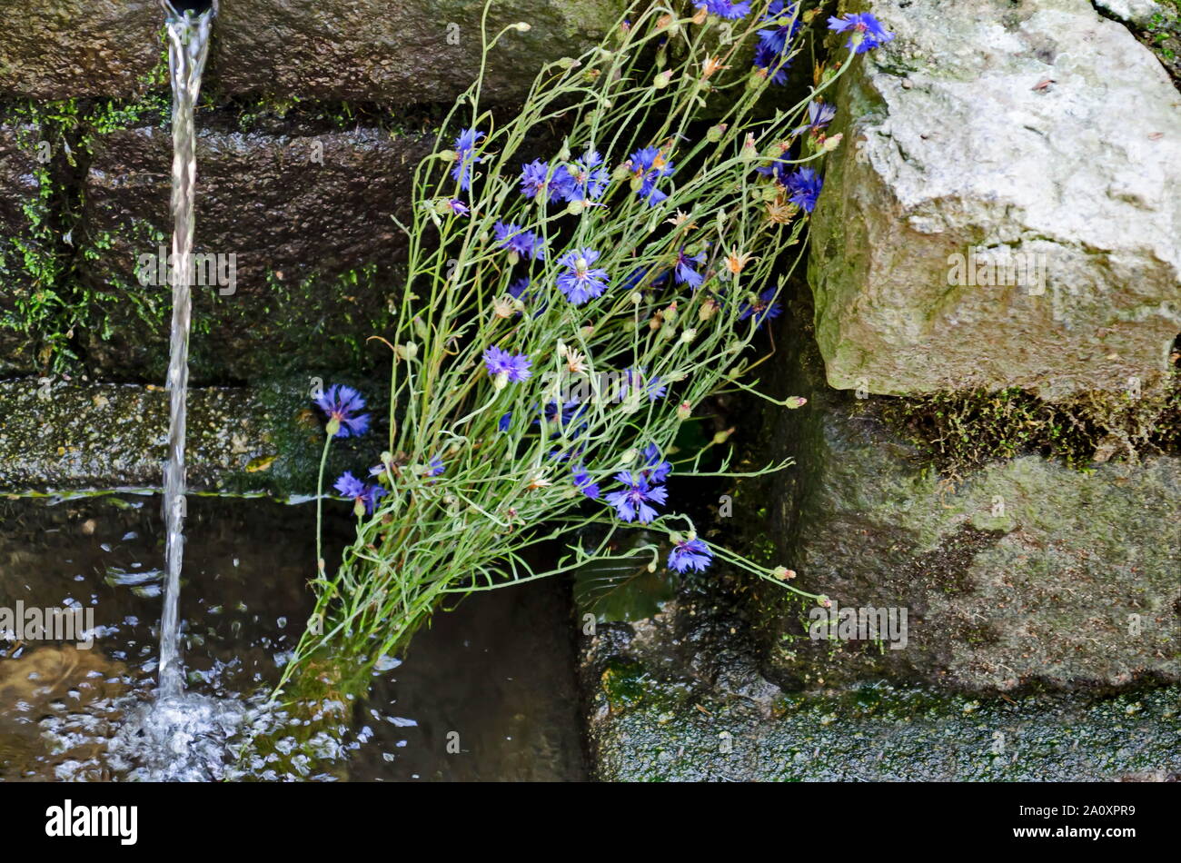 Fresh water gush from  fountain in the Plana mountain with bouquet of cornflower or Centaurea cyanus near village Plana, Bulgaria Stock Photo
