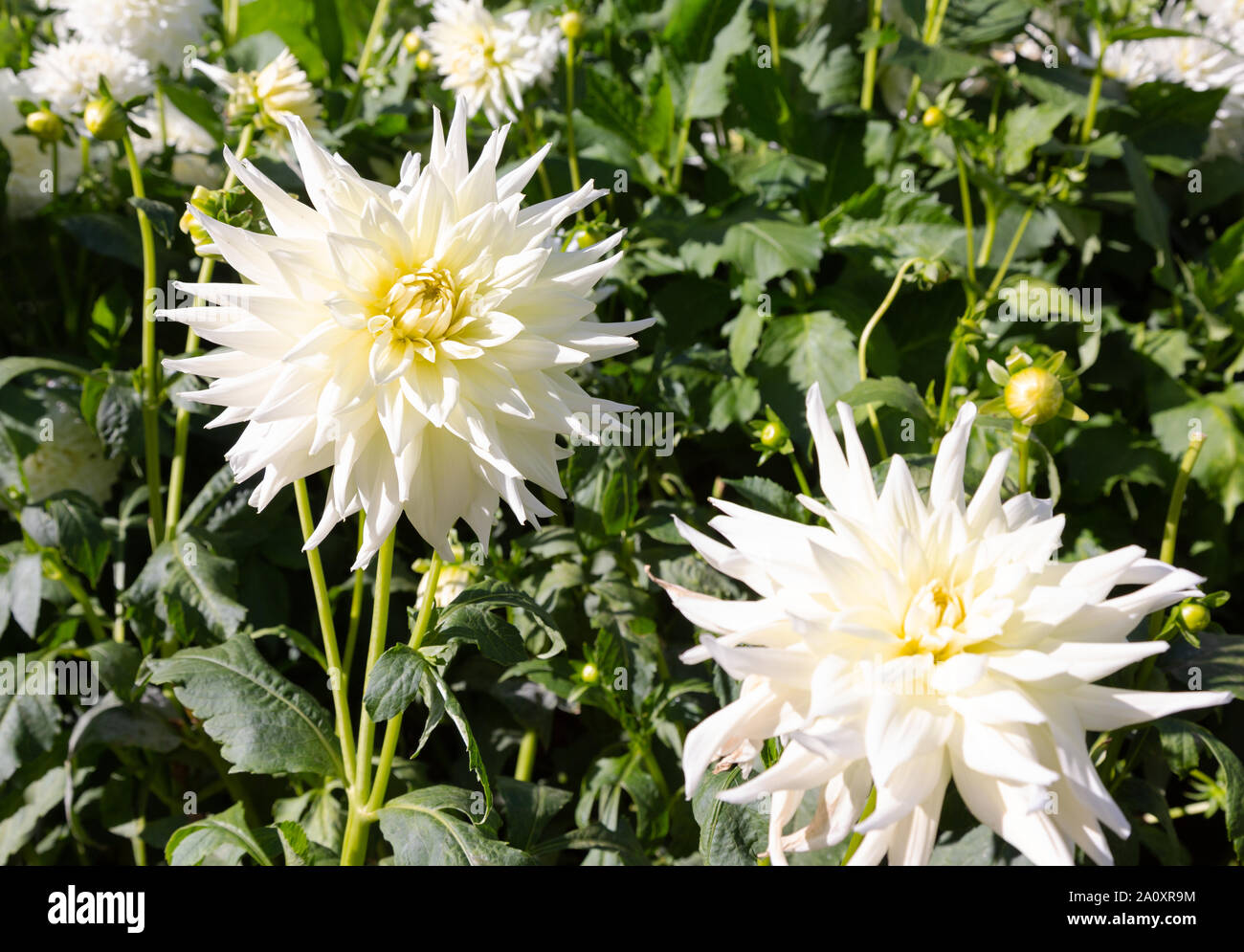 Dahlia  ' Inca Dambuster ' in flower, a semi cactus type white dahlia close up; flowering in UK Stock Photo