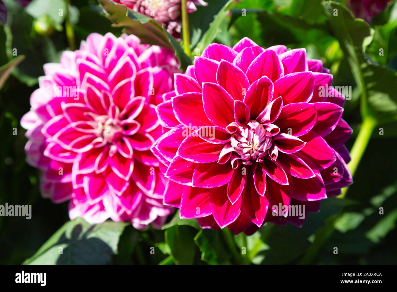 Dahlia purple hi-res stock photography and images - Alamy