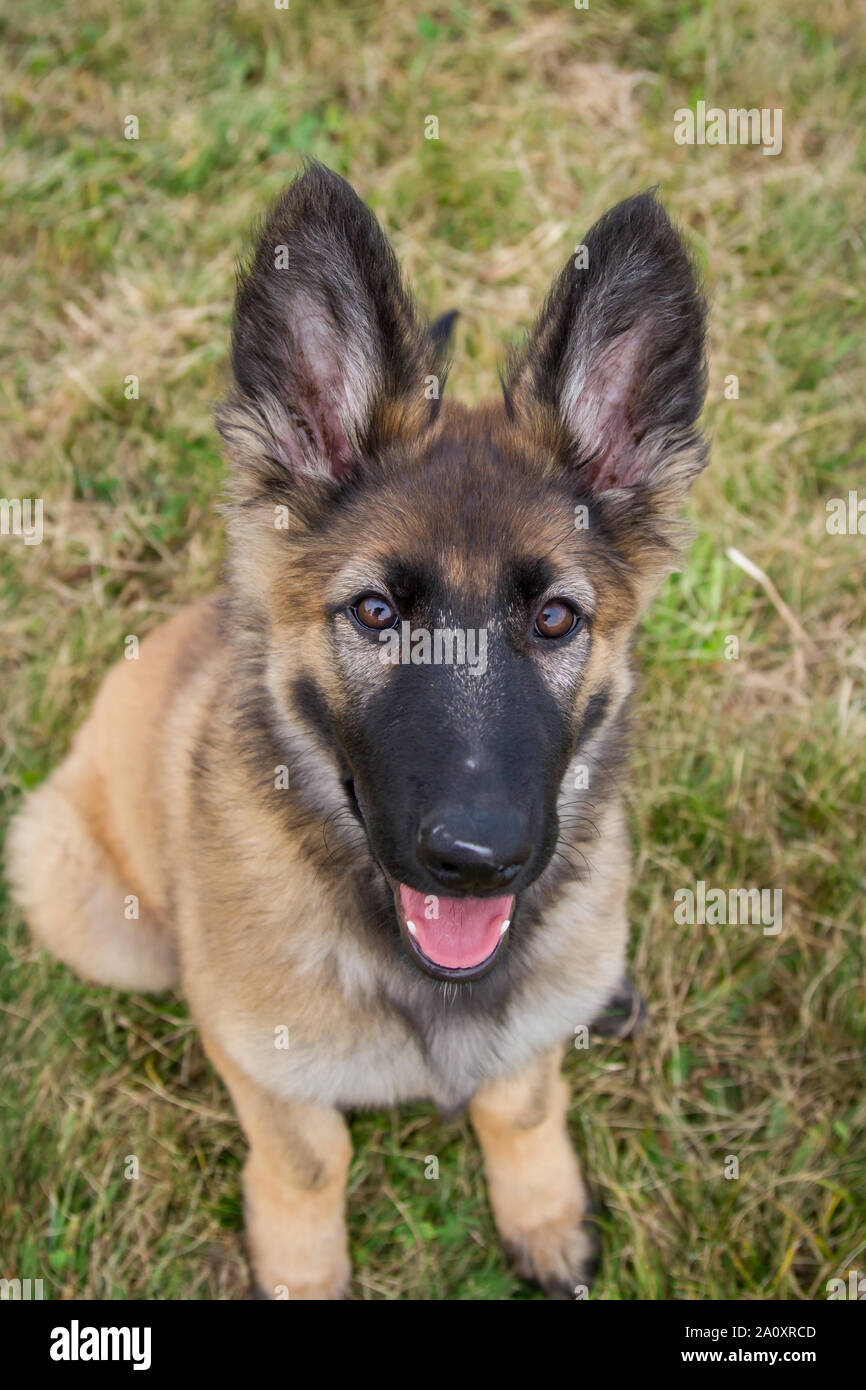 Female long best sale haired german shepherd