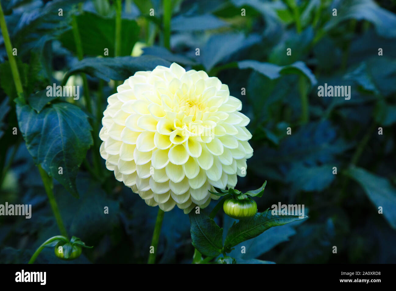Ball Dahlia of type ' Ryecroft Claire ', White Dahlia, in flower, close up; flowering in  UK Stock Photo