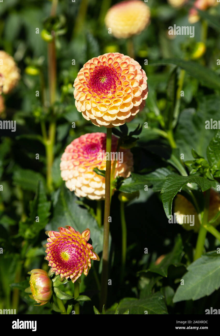 Ball Dahlia of type ' Rosemary Dawn ' in flower, close up; flowering in  UK Stock Photo
