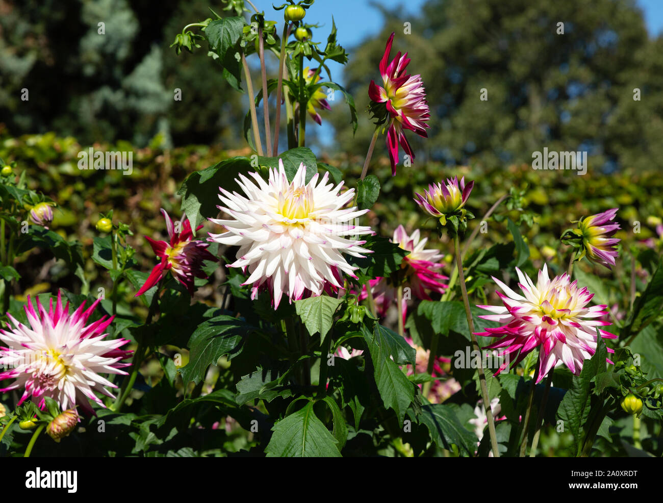 Semi cactus type Dahlia ' Sorbet ',purple and white Dahlia, in flower, close up; flowering in  UK Stock Photo
