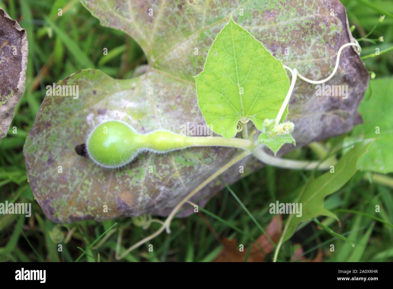 Brand New Tiny Gourd Forms On Top Of An Old Leaf Stock Photo