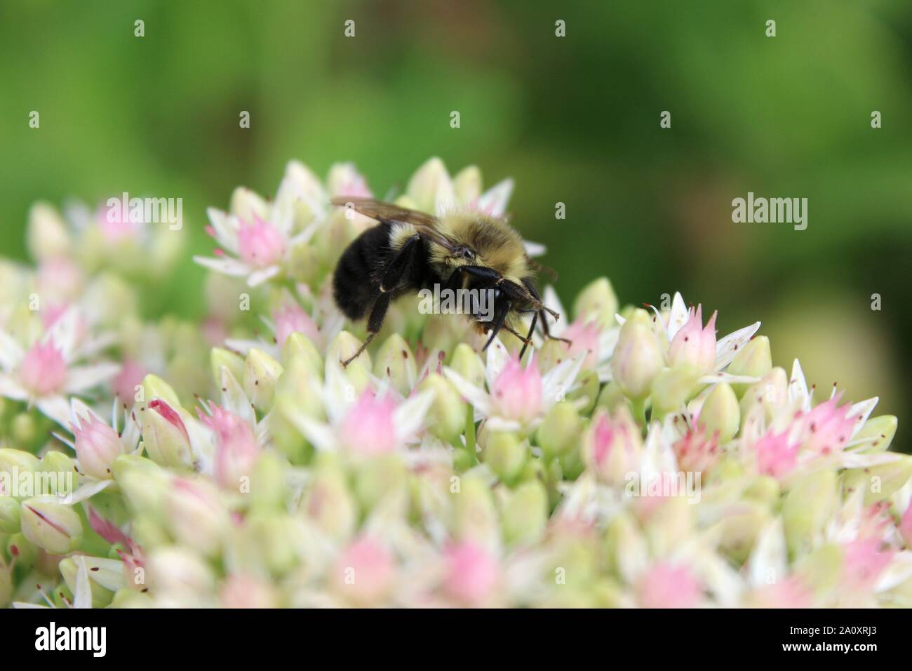 Peek A Boo Bumble Bee On Stonecrop Flowers Stock Photo