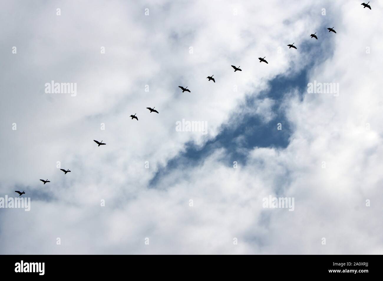 Geese Flying South On A Late Summer Day Stock Photo