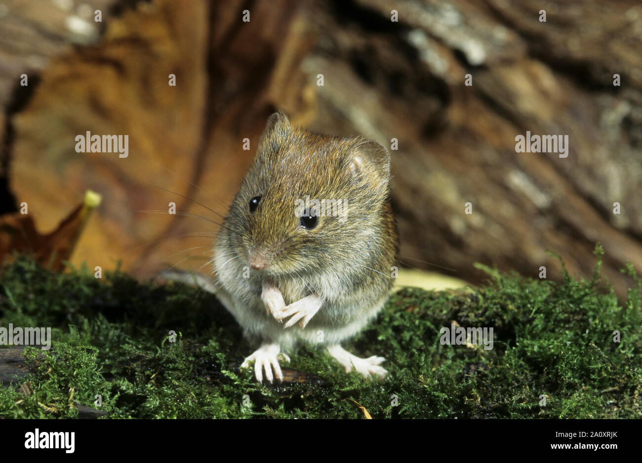 Maus hi-res stock photography and images - Alamy