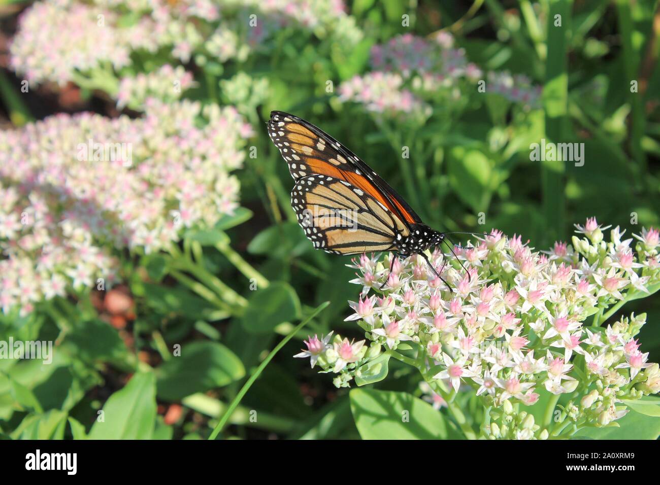 A Monarch Butterfly Feeding On A Stonecrop Plant In The Sunshine Stock