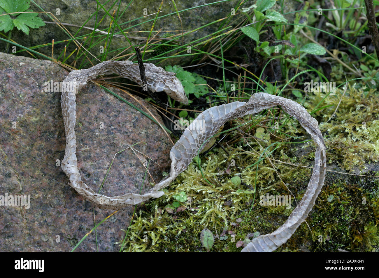 Ringelnatter, Ringel-Natter, Natter, abgestreifte Haut, Häutung nach Wachstum, Natternhemd, Nattern-Hemd, Natrix natrix, grass snake Stock Photo