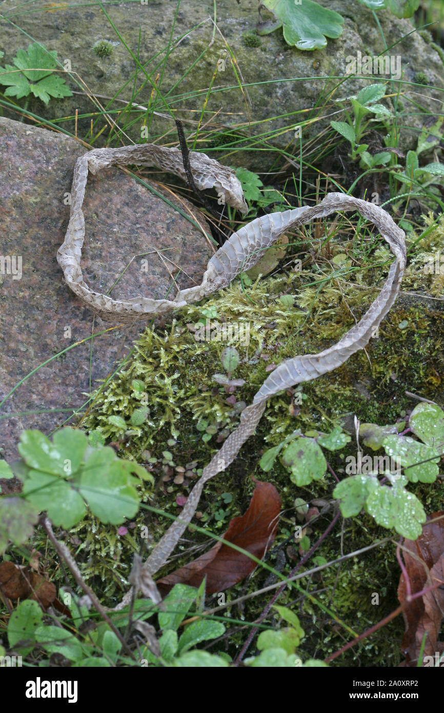 Ringelnatter, Ringel-Natter, Natter, abgestreifte Haut, Häutung nach Wachstum, Natternhemd, Nattern-Hemd, Natrix natrix, grass snake Stock Photo