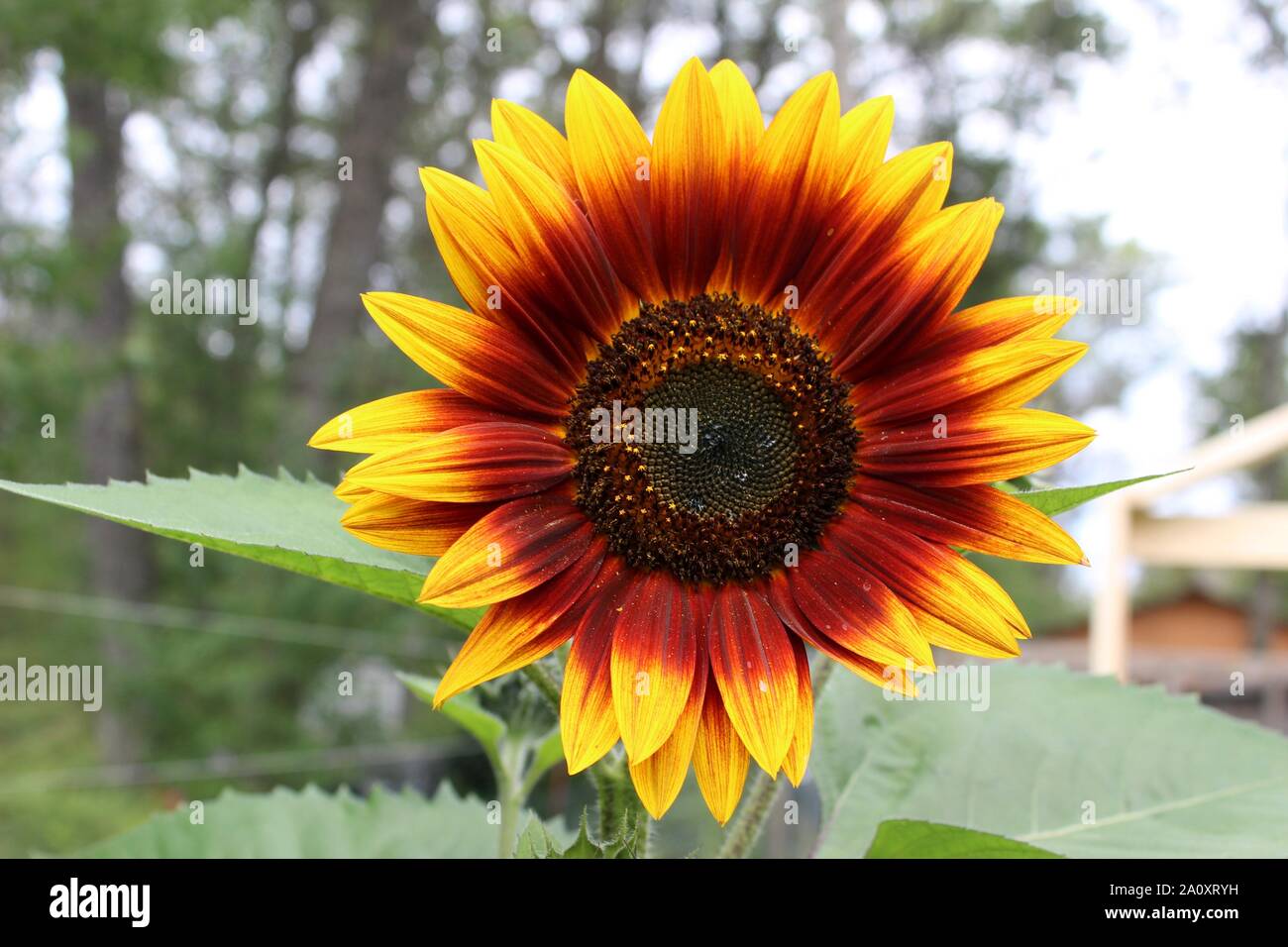 An Autumn Sunflower Stock Photo