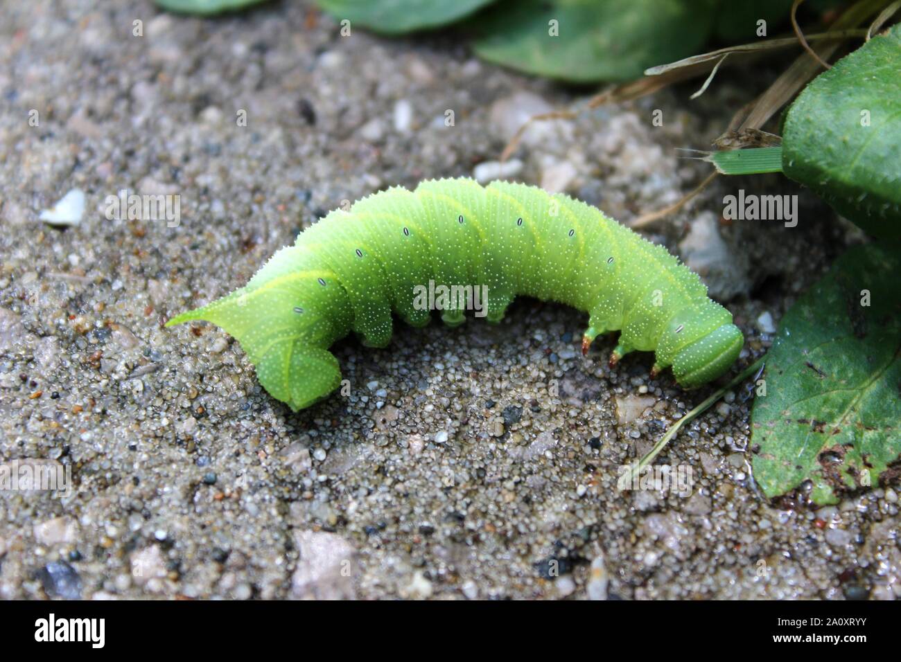 A Tomato Worm Crossing The Sidewalk Stock Photo
