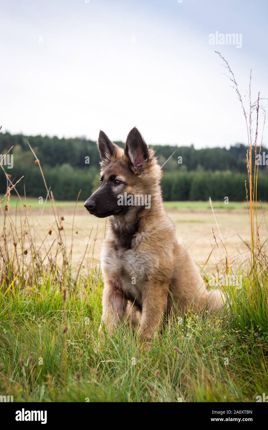 Grey brown shepherd dog puppy hi-res stock photography and images ...