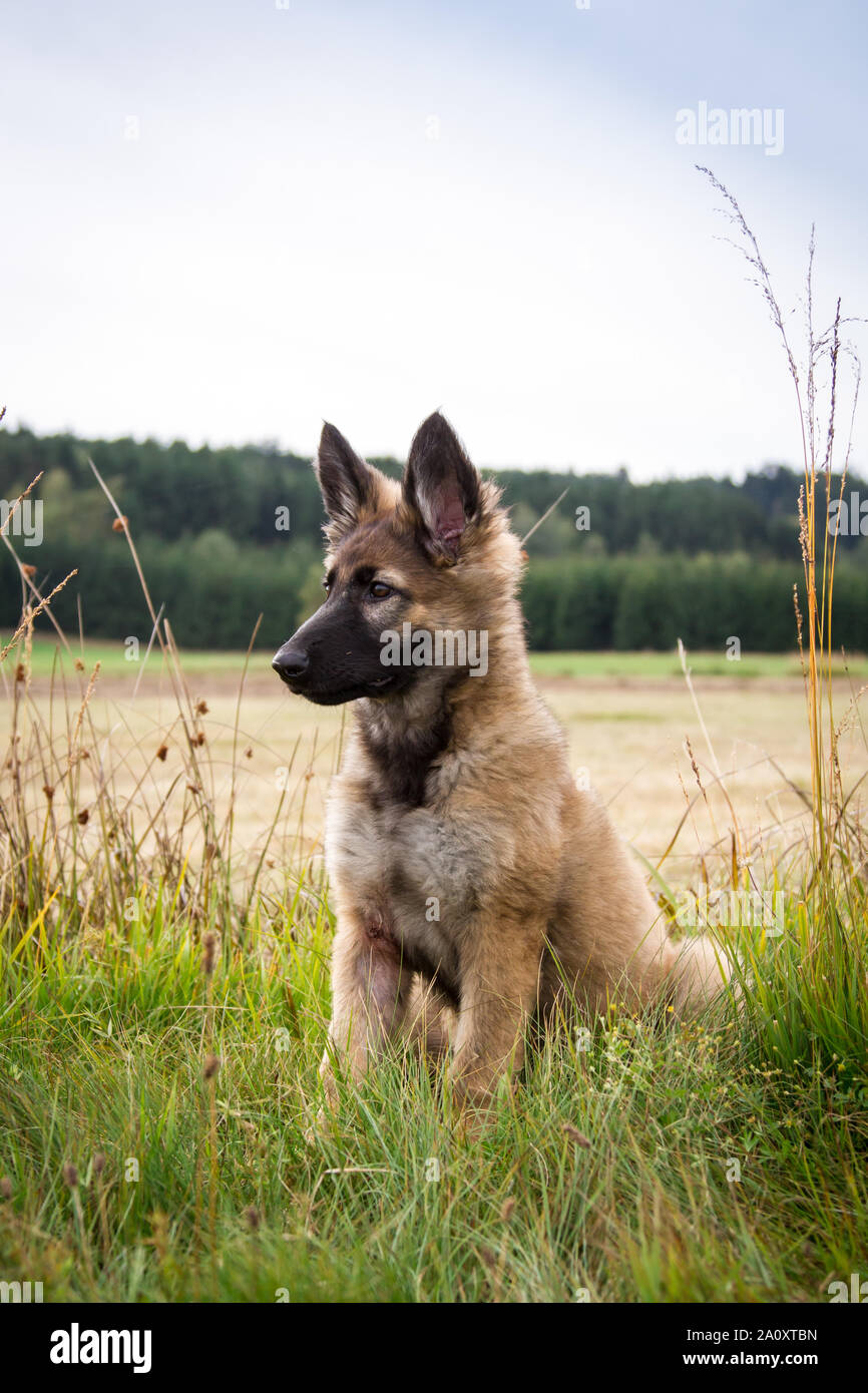 how big are german shepherds at 3 months