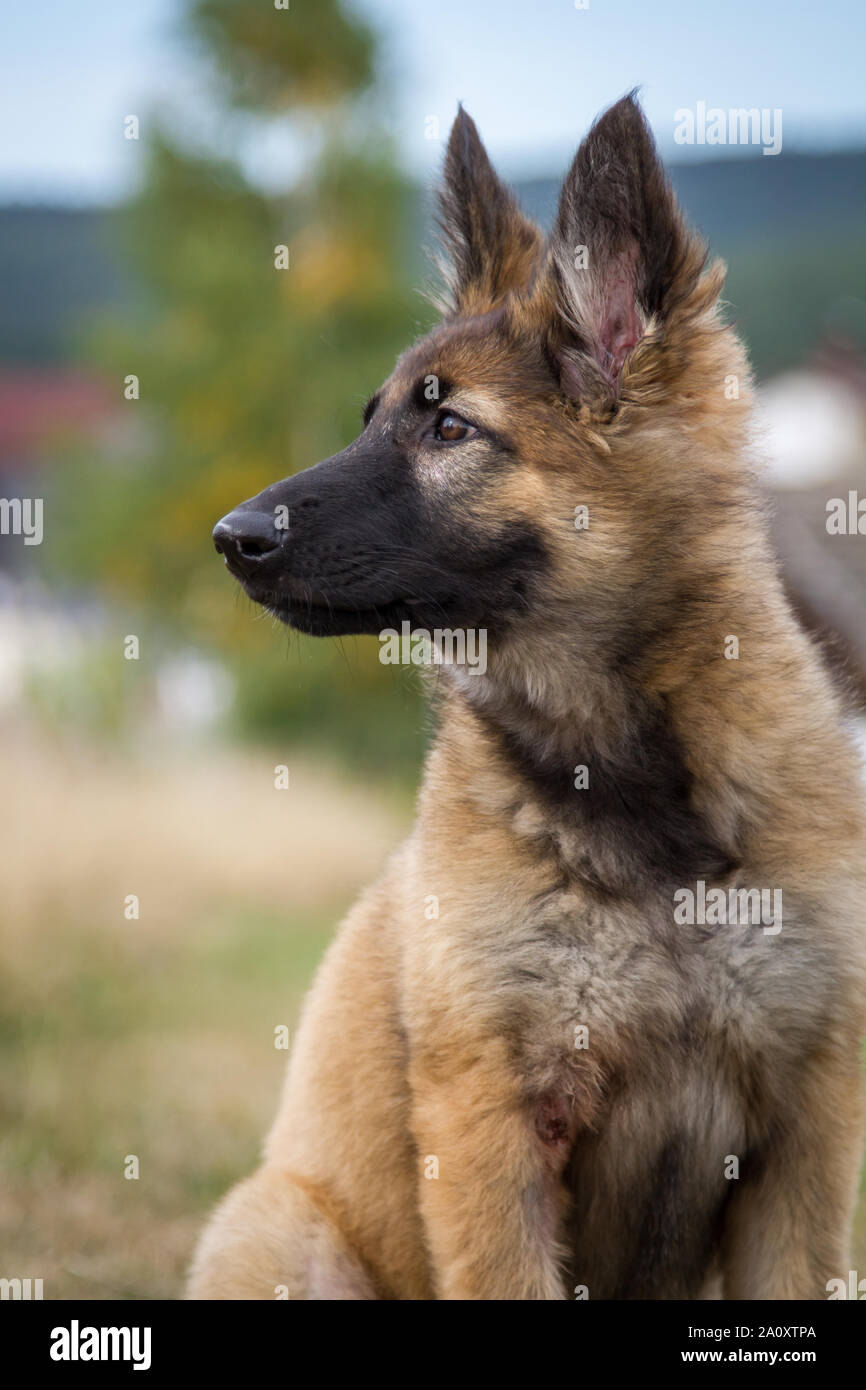 Old German Shepherd Dog Stock Photos Old German Shepherd Dog