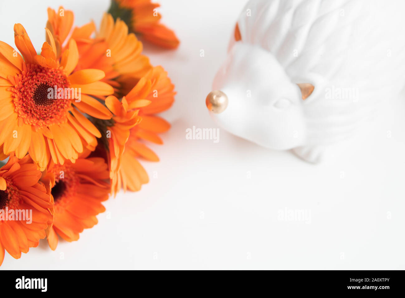 Autumn Flatlay, white background, minimal, hedgehog, orange gerberas, leaves, blogging photo, gold, minimalistic autumn photo, fall concept, bright Stock Photo