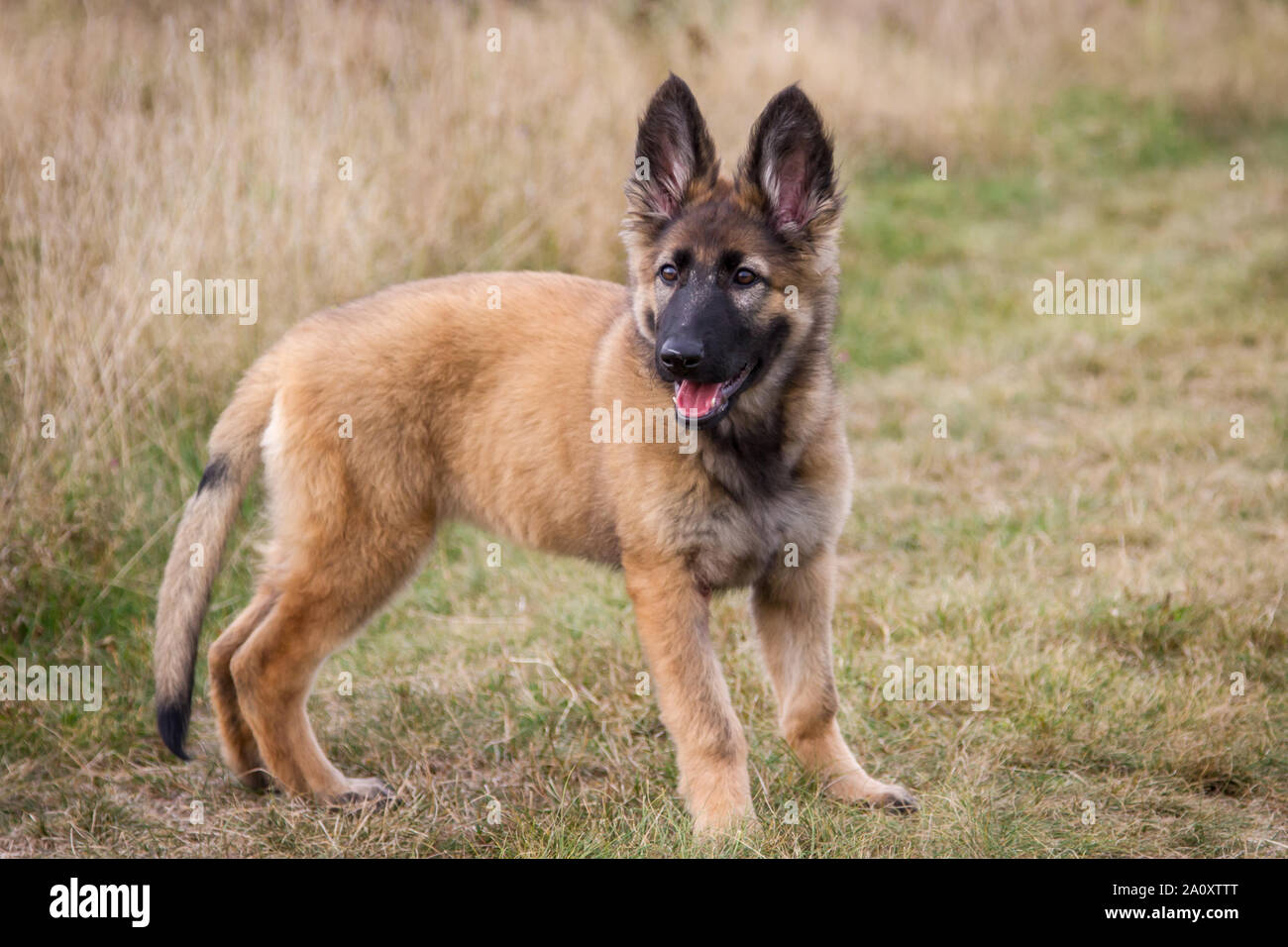 3 months old german shepherd