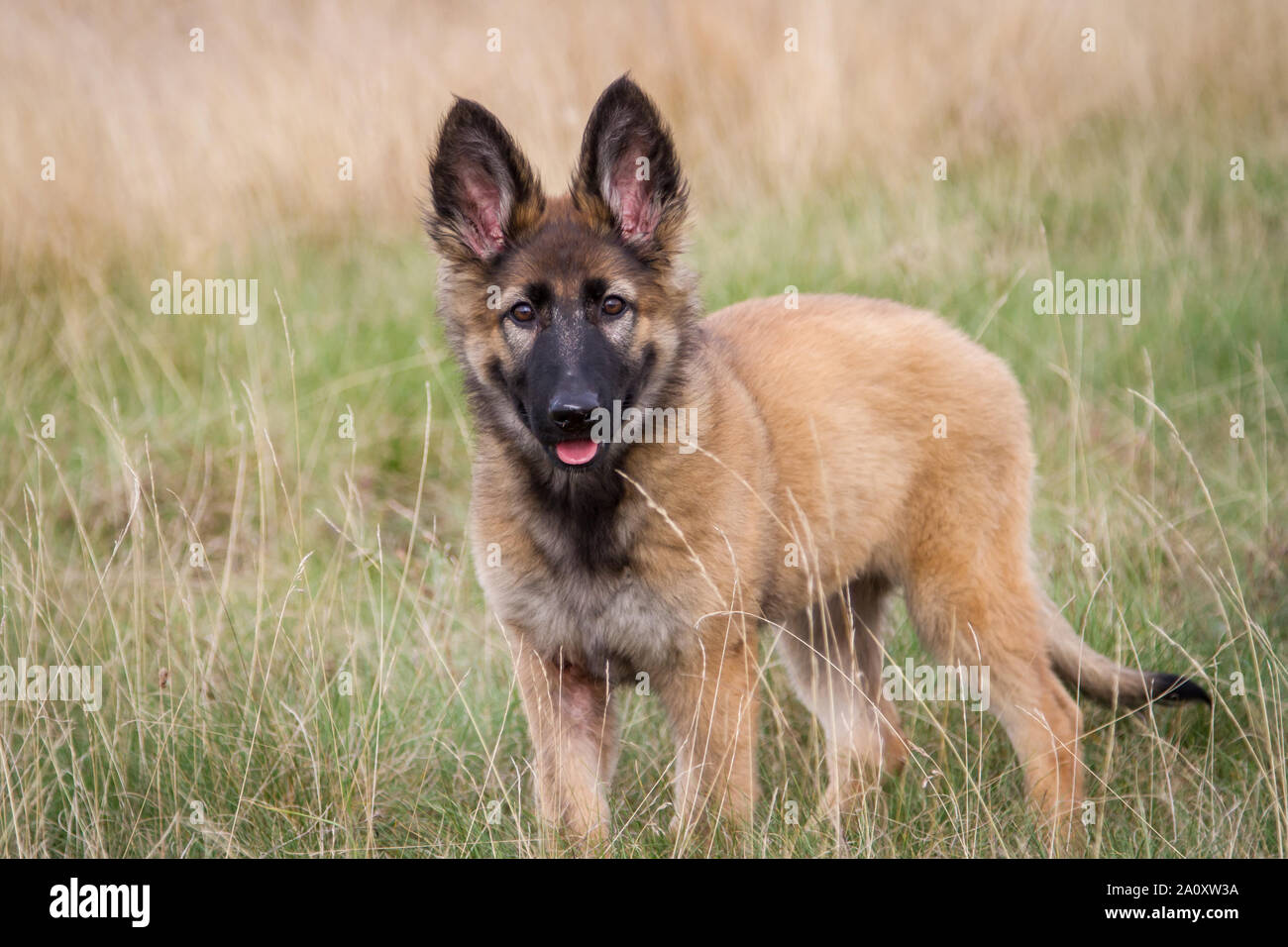 3 Months Old Longhaired German Shepherd Dog Female Standing On A