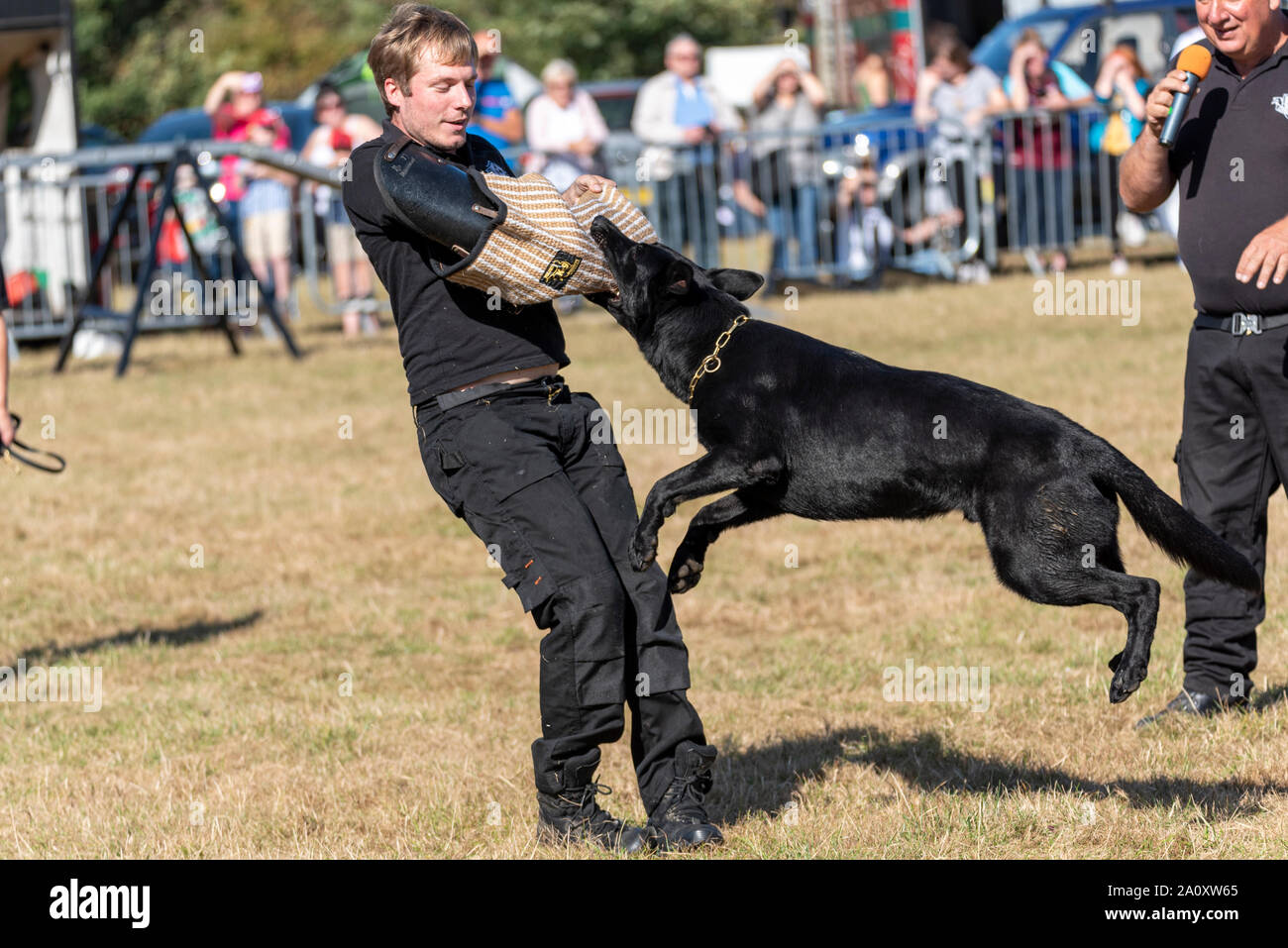 Dog attack simulation training. Conquest K9 dog display at the National Country Show Live at Hylands Park, Chelmsford, Essex, UK. Dog agility Stock Photo