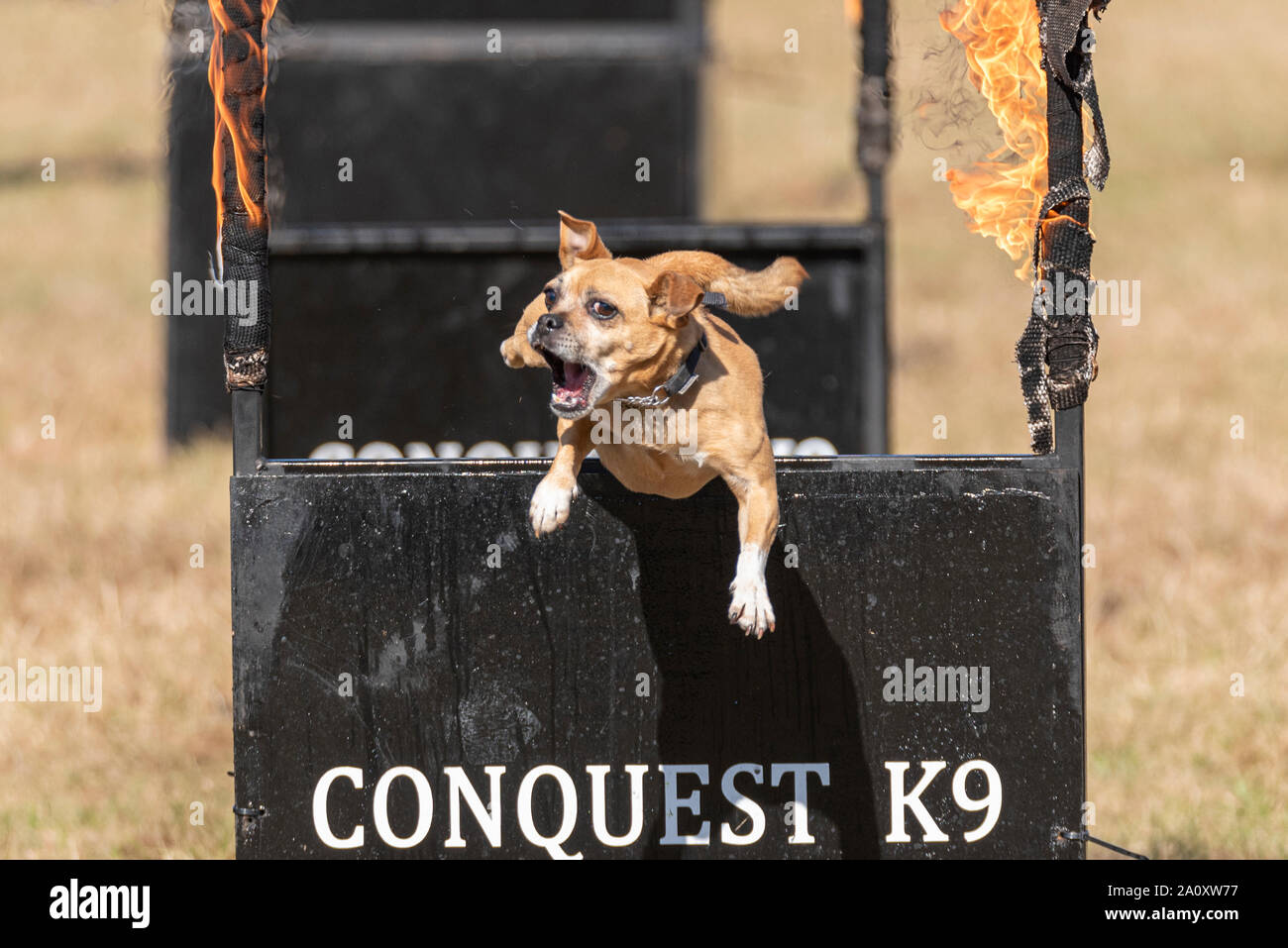 Conquest K9 dog display at the National Country Show Live at Hylands