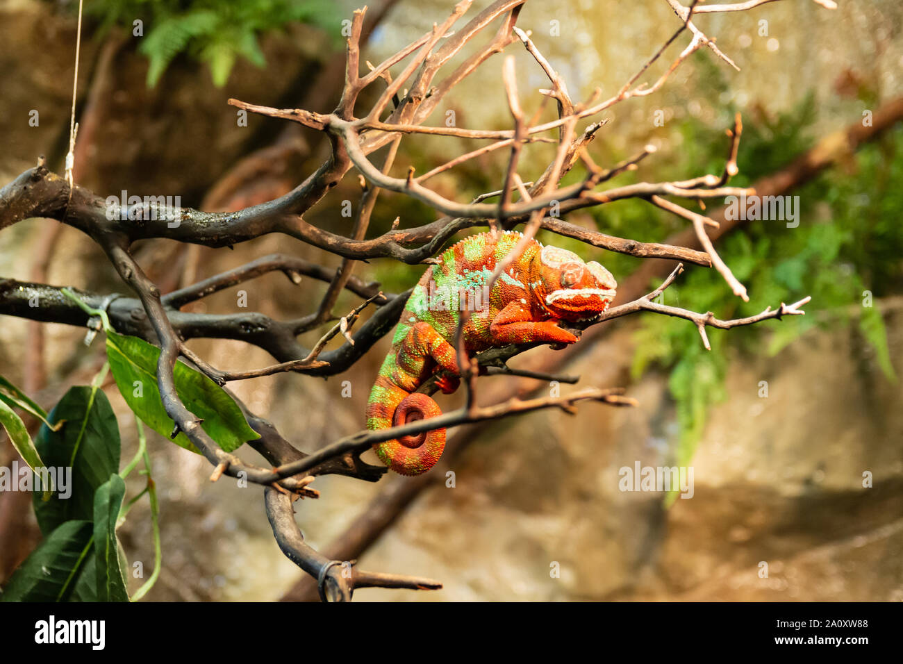colorful cameleon on the branch of tree Stock Photo