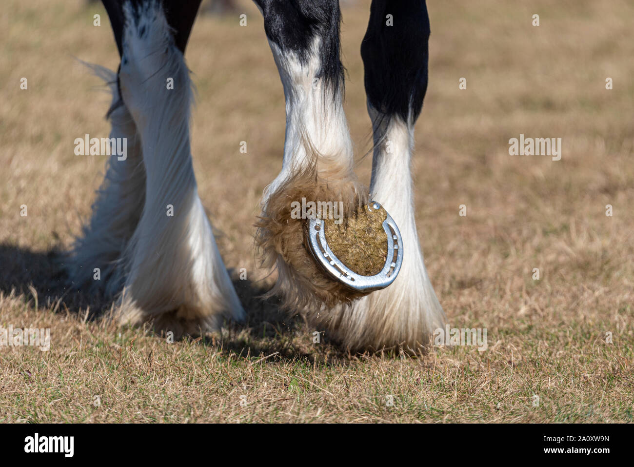 Shire horse display at the National Country Show Live at Hylands Park, Chelmsford, Essex, UK. Long feathering covering the hooves. Feathers Stock Photo