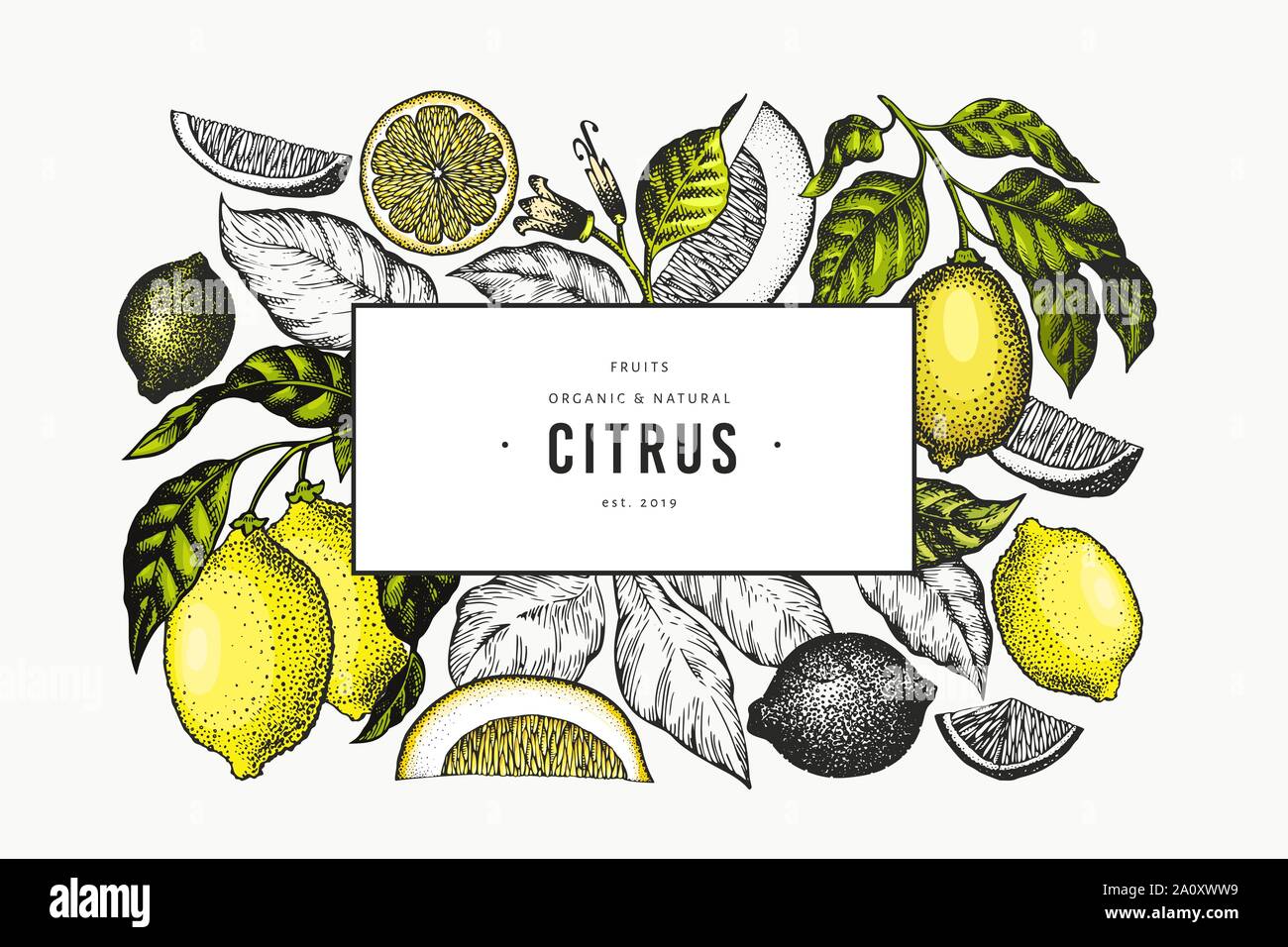 Lemon Tree Banner Template Hand Drawn Vector Fruit Illustration