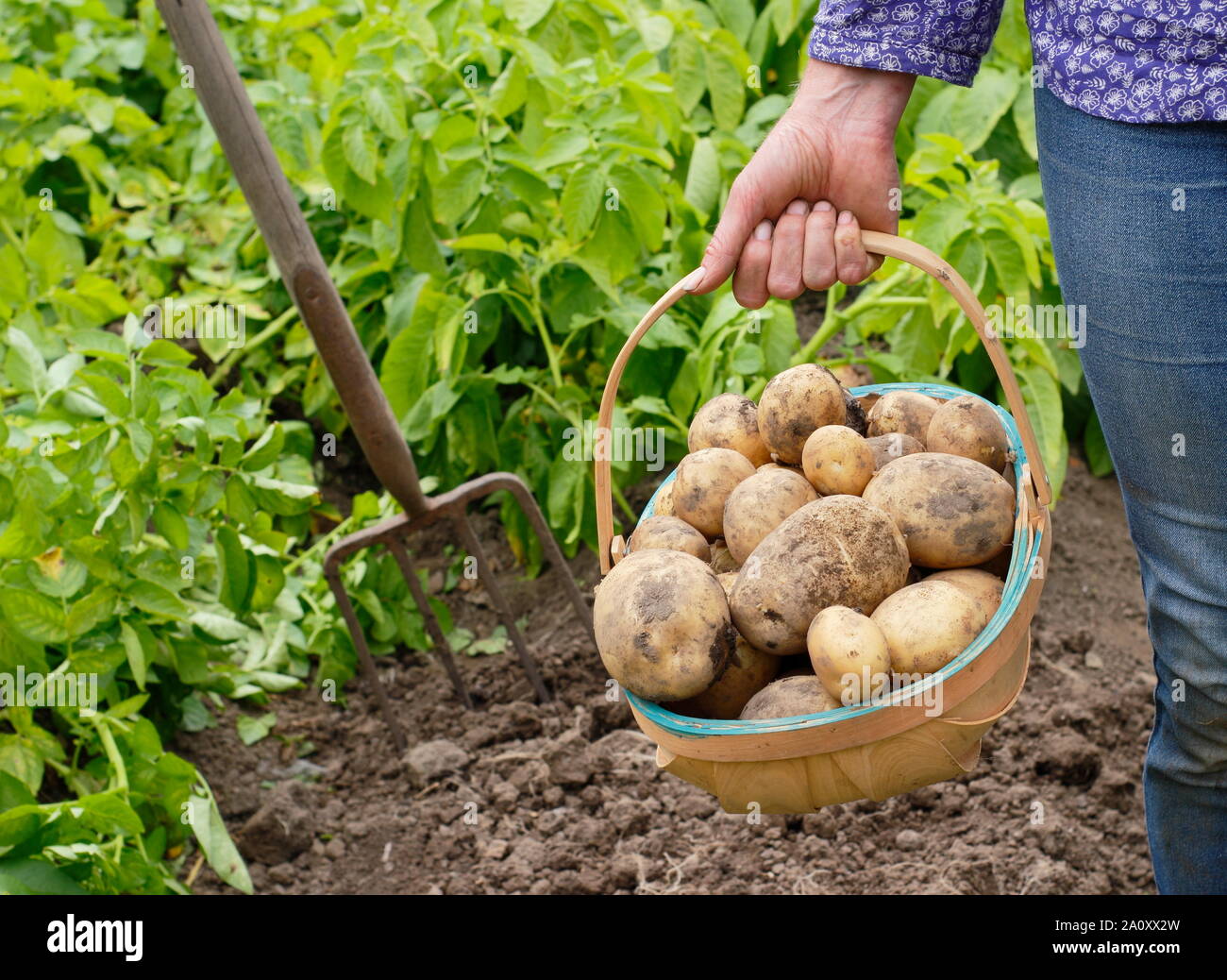 Woman with freshly dug second early potatoes in a trug in a vegetable garden. Solanum tuberosum 'Marfona'. Stock Photo