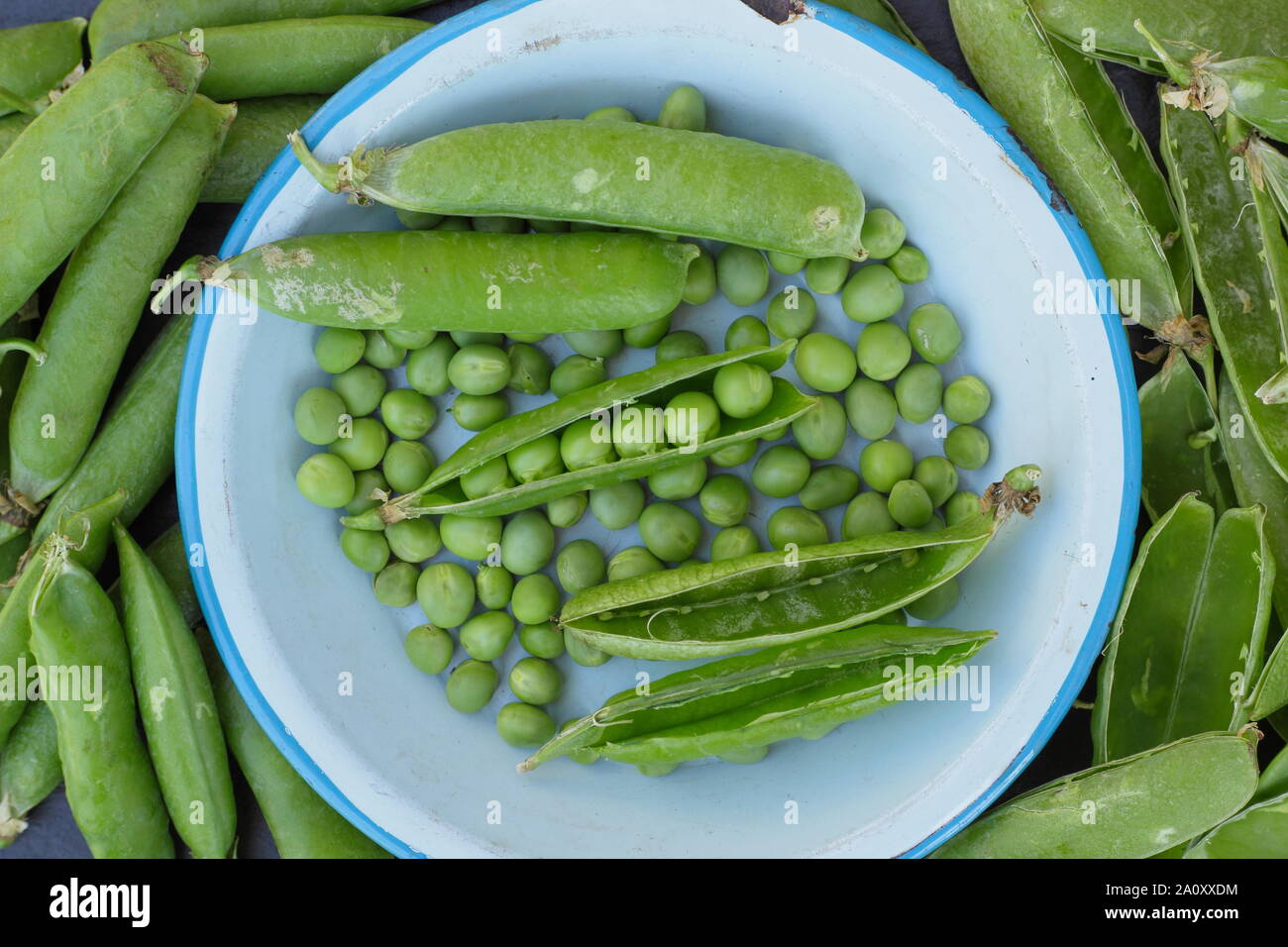 Pisum sativum 'Onward'. Freshly picked marrowfat peas in their pods. UK Stock Photo