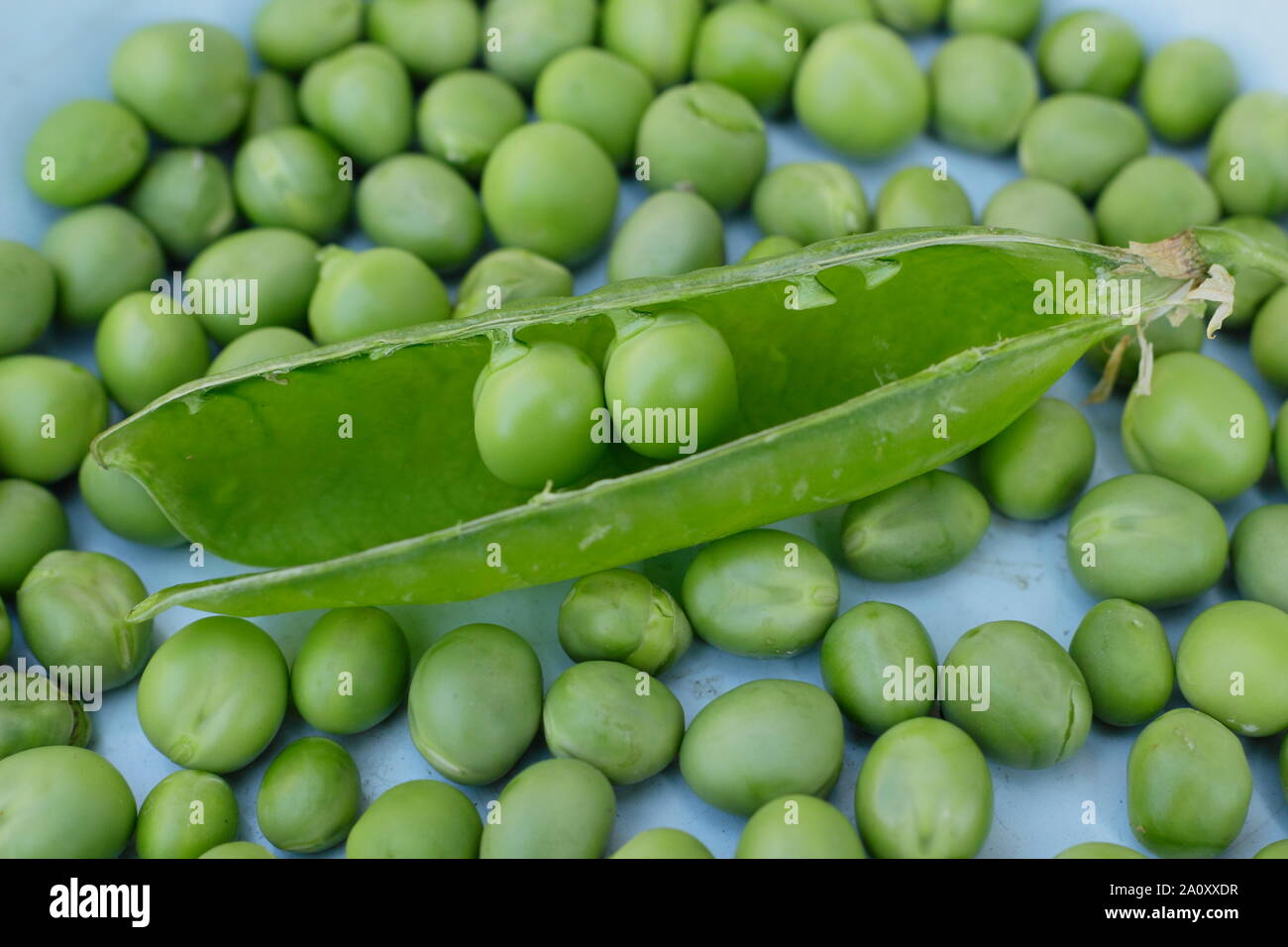 Pisum sativum 'Alderman'. Freshly harvested homegrown garden peas in their pods. UK Stock Photo