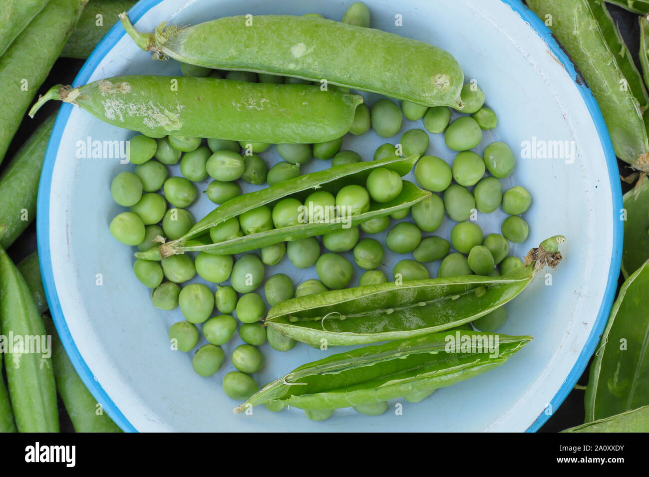 Pisum sativum 'Onward'. Freshly picked marrowfat peas in their pods. UK Stock Photo