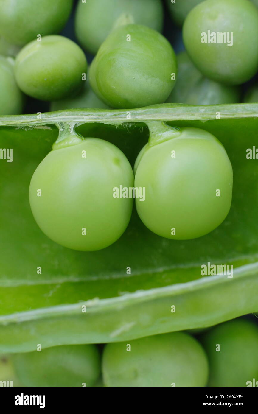 Two peas in a pod - Alderman variety peas in their pod Stock Photo