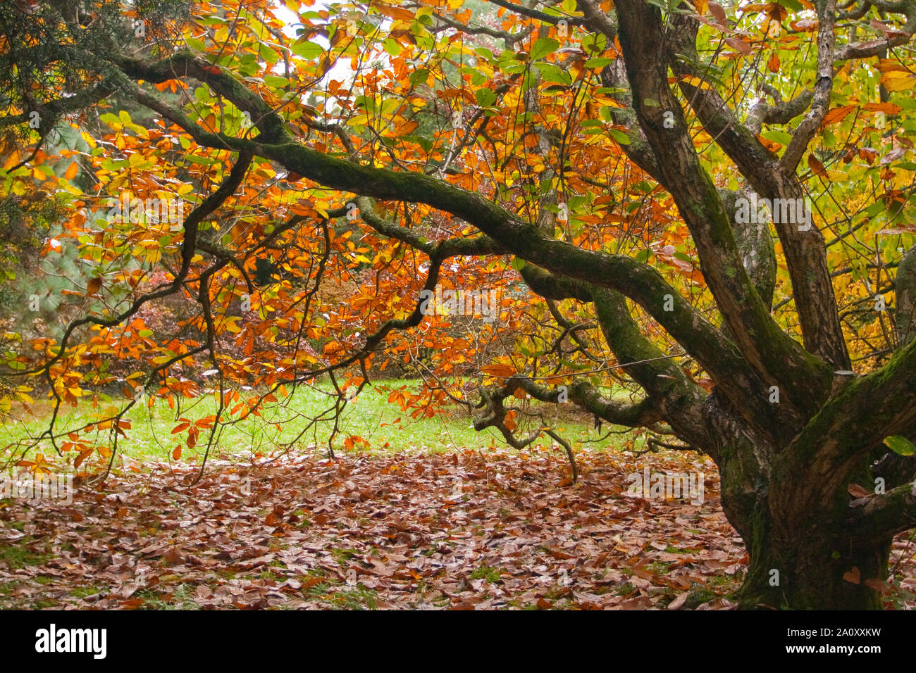 Trailing branches hires stock photography and images Alamy