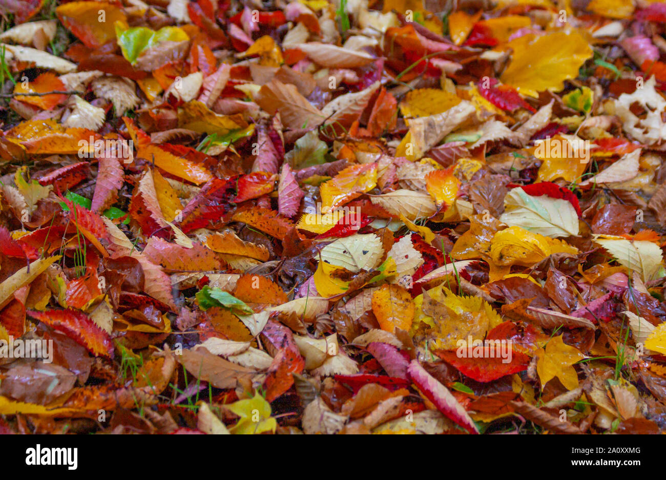 Autumn fall leaves on ground in red, yellow, orange and green colours. Colorful colourful seasonal outdoor foliage fall background Stock Photo