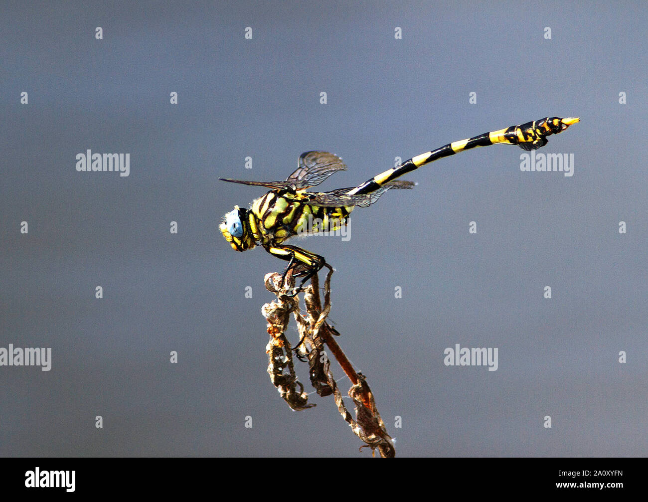 The complex structure of a Common Tigertail Dragonfly eyes gives this large air-borne redator neatly 360 deg vision.The Tigertail is part of the Clubt Stock Photo