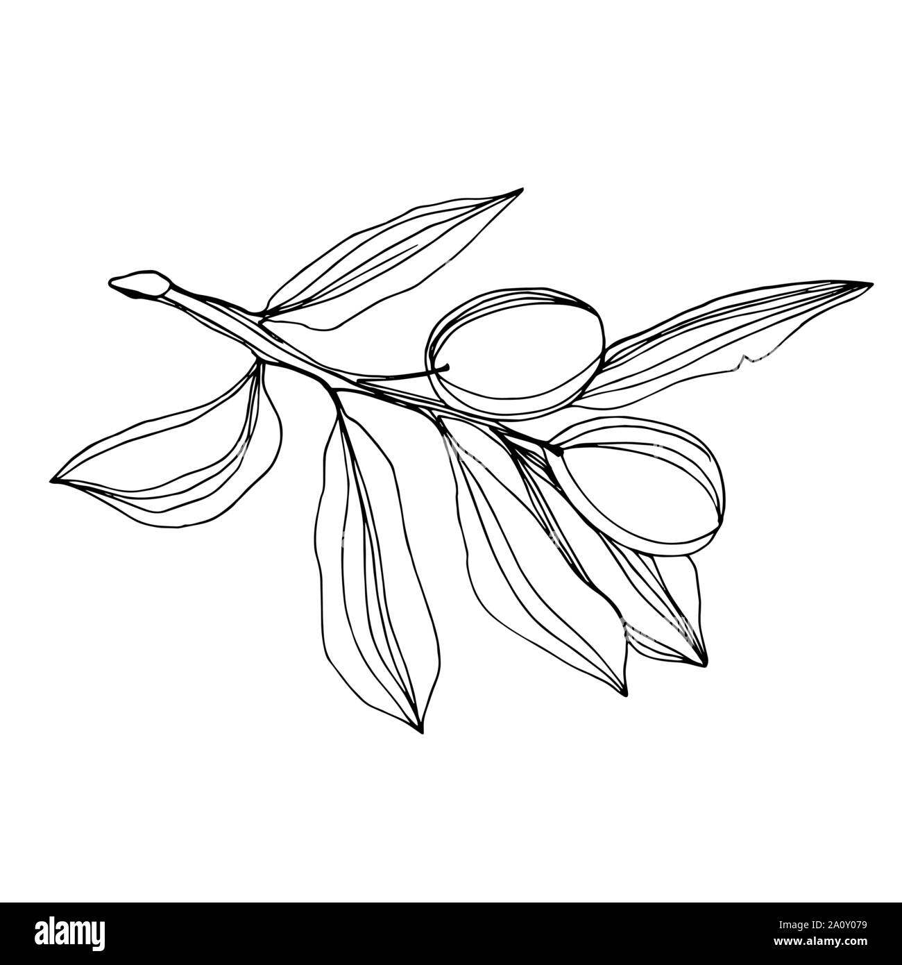 Vector Olive branch with fruit. Black and white engraved ink art ...