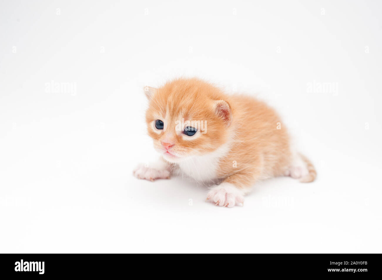 beautiful little small cat kitty red pet newborn lying on white background with copy space Stock Photo