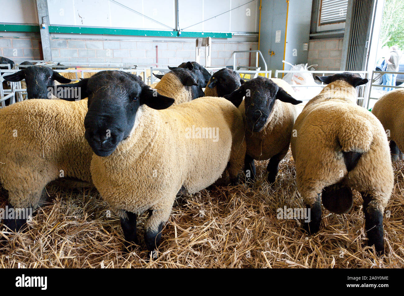 Suffolk sheep uk august hi-res stock photography and images - Alamy